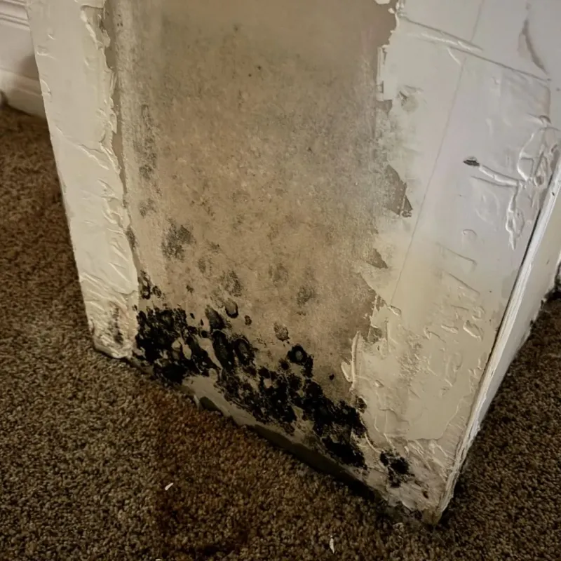 Professional Mold Removal in Bay City, OR
